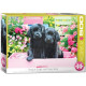 Black Labs in Pink Box