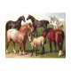 Emil VOLKERS - Horse Breeds