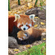 Collection Save the Planet - Pandas Roux