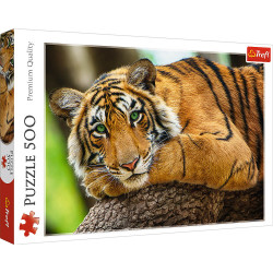 Portrait de Tigre