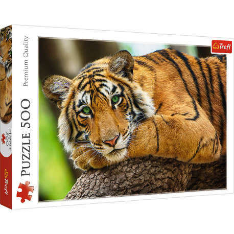 Portrait de Tigre
