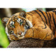 Portrait de Tigre