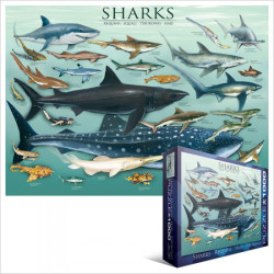 Requins - EUROGRAPHICS