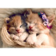 Sleepy Kittens