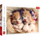 Sleepy Kittens