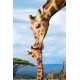 Eurographics Girafes 250-pièces
